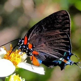 thumbnail for publication: Great Purple Hairstreak; Great Blue Hairstreak Atlides halesus (Cramer) (Insecta: Lepidoptera: Lycaenidae)